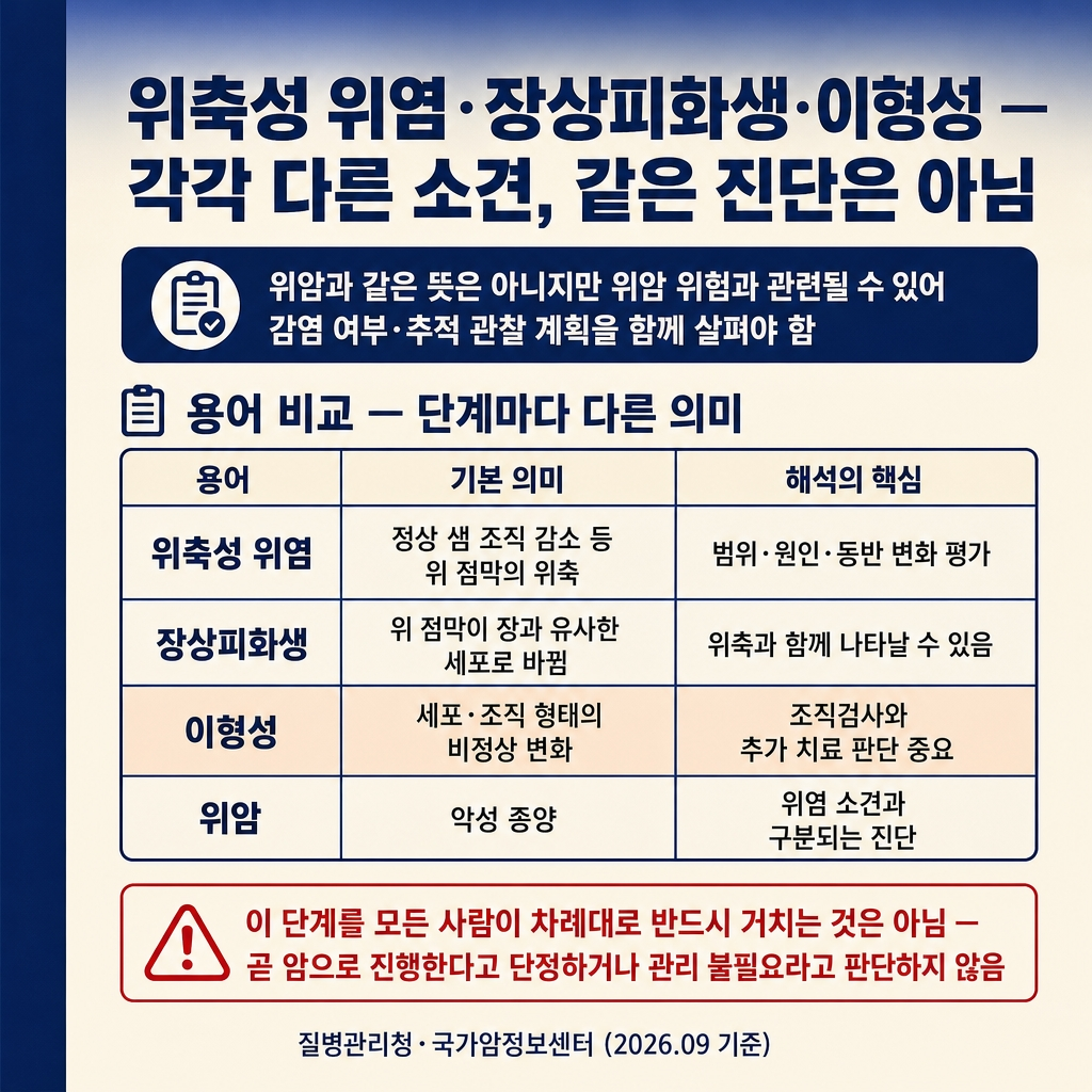 [카드1] gastritis_card1_terms_compare.jpg
URL: https://www.genspark.ai/api/files/s/UlocBpoq?cache_control=3600
alt=
위축성 위염·장상피화생 카드뉴스 1장. 1024x1024, 딥네이비→크림 그라디언트 배경, 좌측 네이비 액센트 스트라이프(폭 약 8%). 굵은 한글 타이틀 ‘위축성 위염·장상피화생·이형성 — 각각 다른 소견, 같은 진단은 아님’. 도입 칩 ‘위암과 같은 뜻은 아니지만 위암 위험과 관련될 수 있어 감염 여부·추적 관찰 계획을 함께 살펴야 함’. 본문 ‘용어 비교 — 단계마다 다른 의미’ 4행 표(위축성 위염 = 정상 샘 조직 감소 등 위 점막의 위축 / 범위·원인·동반 변화 평가 / 장상피화생 = 위 점막이 장과 유사한 세포로 바뀜 / 위축과 함께 나타날 수 있음 / 이형성 = 세포·조직 형태의 비정상 변화 / 조직검사와 추가 치료 판단 중요 — 소프트피치 배경 강조 / 위암 = 악성 종양 / 위염 소견과 구분되는 진단). 빨간 테두리 경고칩 ‘이 단계를 모든 사람이 차례대로 반드시 거치는 것은 아님 — 곧 암으로 진행한다고 단정하거나 관리 불필요라고 판단하지 않음’. 푸터 ‘질병관리청·국가암정보센터 (2026.09 기준)’. 워터마크 없음.
